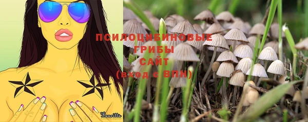 дмт Бородино